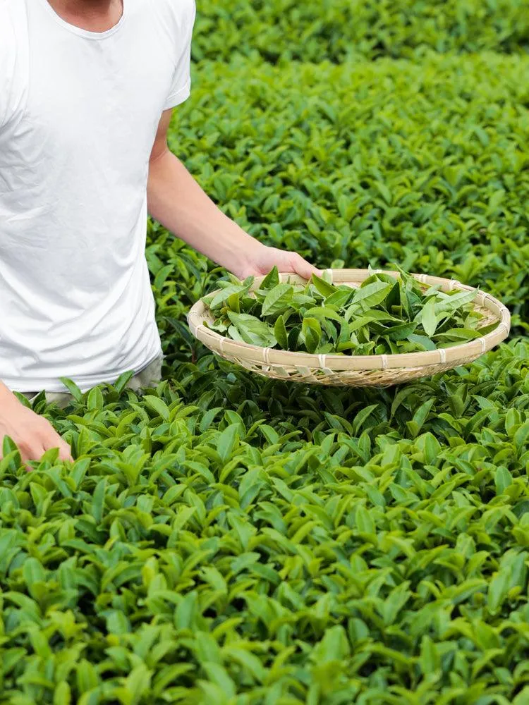 Organic Yabukita Loose Leaf Green Tea